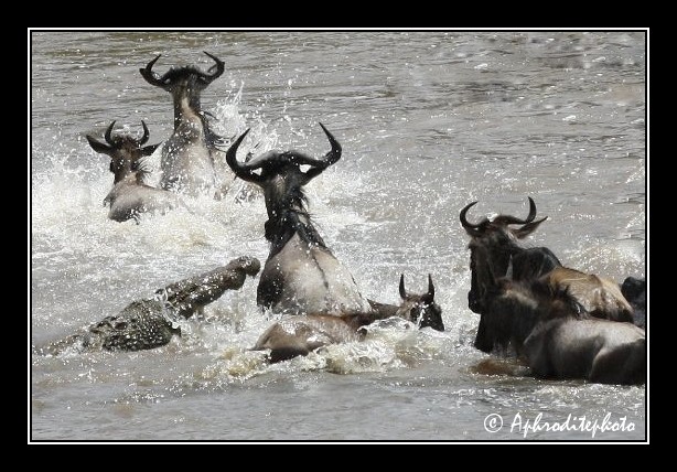 44 Safari Kenya